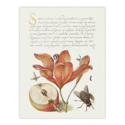 "Artery8 Insects Orange Lily & Apple Calligraphy Wall Art Poster Print in White - Size: W24"" x H32""" - thumbnail 1