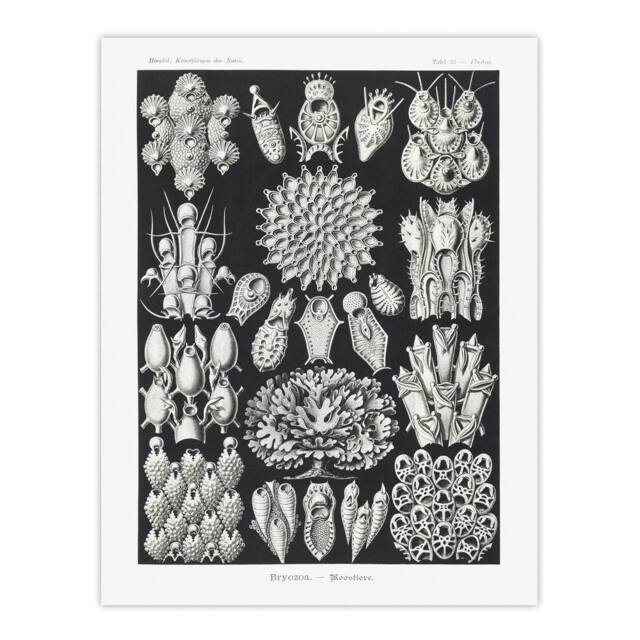 "Artery8 Bryozoa Aquatic invertebrates Haeckel Botanical Wall Art Print Poster in Black - Size: W12"" x H16""" - image 1