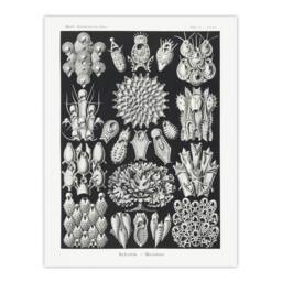 "Artery8 Bryozoa Aquatic invertebrates Haeckel Botanical Wall Art Print Poster in Black - Size: W12"" x H16""" - thumbnail 1