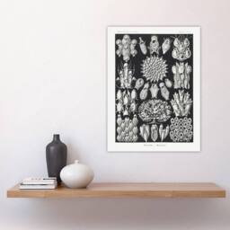 "Artery8 Bryozoa Aquatic invertebrates Haeckel Botanical Wall Art Print Poster in Black - Size: W12"" x H16""" - thumbnail 4