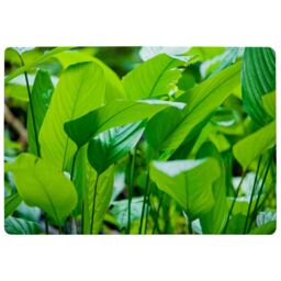 Benjamin Tate Design Green Leaf Background Abstract Of Nature Designer Rug in Natural - Size: Large - thumbnail 1