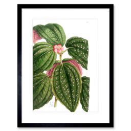 "Artery8 Wall Art Print Flower Spotted Leaves Pink Green Art Framed 9x7 inch in Black - Size: W7"" x H9""" - thumbnail 1