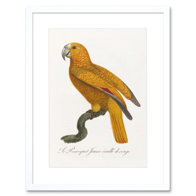 "Artery8 Wall Art Print Orange Bird Vintage Art Framed 9x7 inch in White - Size: W7"" x H9""" - image 1