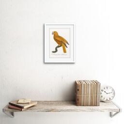 "Artery8 Wall Art Print Orange Bird Vintage Art Framed 9x7 inch in White - Size: W7"" x H9""" - thumbnail 2