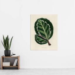 "Artery8 Vintage Botanical Maranta Calathea Leaves Fawcett Wall Art Poster in Beige - Size: W12"" x H16""" - thumbnail 4