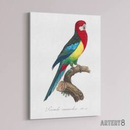 "Artery8 The Eastern Rosella Parrot Levaillant Canvas Wall Art Print in White - Size: W24"" x H32""" - thumbnail 2