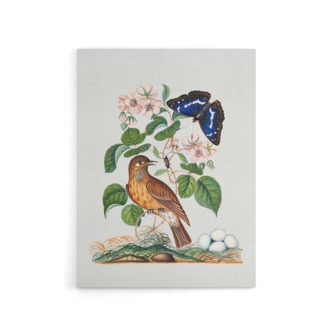 "Artery8 Spotted Flycatcher & Purple Emperor Bolton Canvas Wall Art in White - Size: W18"" x H24""" - image 1