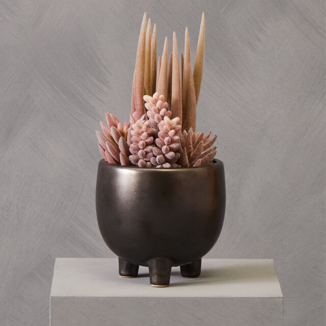Orsina Fiori Mixed Succulents In Ceramic Pot in Grey - image 1