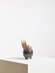 Orsina Fiori Mixed Succulents In Ceramic Pot in Grey - thumbnail 5