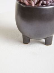 Orsina Fiori Mixed Succulents In Ceramic Pot in Grey - thumbnail 3
