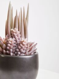 Orsina Fiori Mixed Succulents In Ceramic Pot in Grey - thumbnail 4