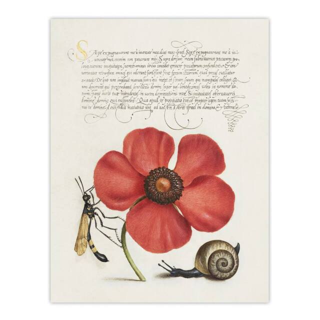 "Artery8 Poppy Snail & Crane Fly Calligraphy Wall Art Poster Print in White - Size: W24"" x H32""" - image 1