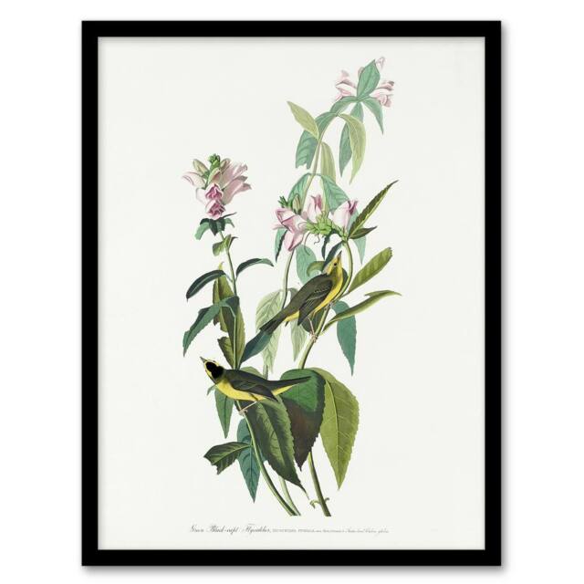 "Artery8 Green Black Capped Flycatcher Audubon Nature Framed Wall Art Print in White - Size: W12"" x H16""" - image 1