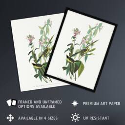 "Artery8 Green Black Capped Flycatcher Audubon Nature Framed Wall Art Print in White - Size: W12"" x H16""" - thumbnail 2