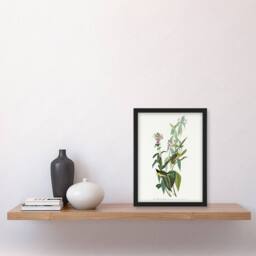 "Artery8 Green Black Capped Flycatcher Audubon Nature Framed Wall Art Print in White - Size: W12"" x H16""" - thumbnail 4