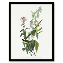 "Artery8 Green Black Capped Flycatcher Audubon Nature Framed Wall Art Print in White - Size: W12"" x H16""" - thumbnail 1