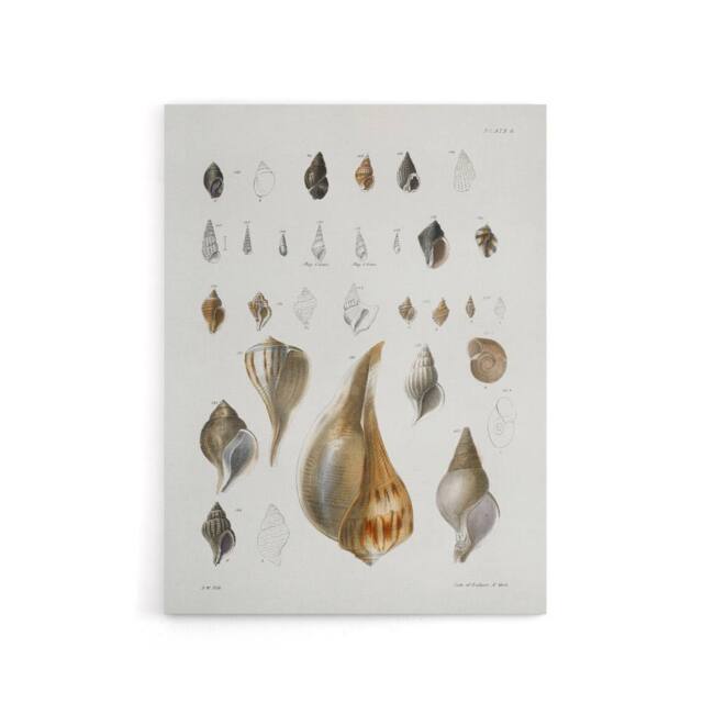 "Artery8 James De Kay Different Types of Sea Shells Canvas Wall Art Print in White - Size: W12"" x H16""" - image 1
