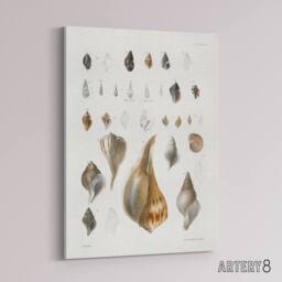 "Artery8 James De Kay Different Types of Sea Shells Canvas Wall Art Print in White - Size: W12"" x H16""" - thumbnail 2