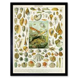 "Artery8 Millot Encyclopedia Page Mollusk Shells 12x16"" Framed Wall Art - Size: W12"" x H16""" - thumbnail 1