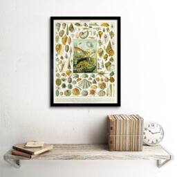 "Artery8 Millot Encyclopedia Page Mollusk Shells 12x16"" Framed Wall Art - Size: W12"" x H16""" - thumbnail 2
