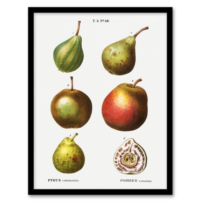 Artery8 Pear Varieties Illustration Redoute Vintage Framed Wall Art Print in White - Size: A4 - image 1