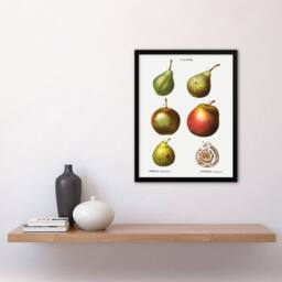 Artery8 Pear Varieties Illustration Redoute Vintage Framed Wall Art Print in White - Size: A4 - thumbnail 4