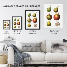 Artery8 Pear Varieties Illustration Redoute Vintage Framed Wall Art Print in White - Size: A4 - thumbnail 3