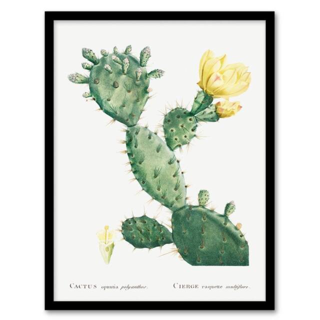 Artery8 Pierre Joseph Redoute Framed Wall Art Print Opuntia Polyanthos Cactus in White - Size: A4 - image 1