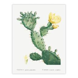 Artery8 Pierre Joseph Redoute Framed Wall Art Print Opuntia Polyanthos Cactus in White - Size: A4 - thumbnail 3