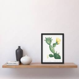 Artery8 Pierre Joseph Redoute Framed Wall Art Print Opuntia Polyanthos Cactus in White - Size: A4 - thumbnail 2