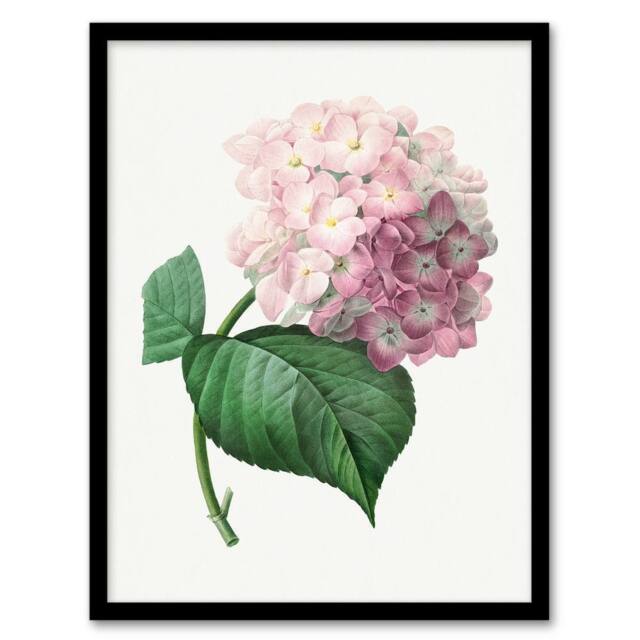 Artery8 Redoute Framed Wall Art Hydrangea Vintage Botanical Illustration in White - Size: A3 - image 1