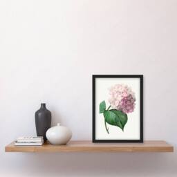Artery8 Redoute Framed Wall Art Hydrangea Vintage Botanical Illustration in White - Size: A3 - thumbnail 2
