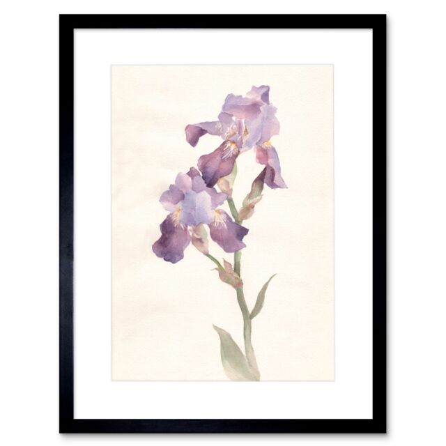 "Artery8 Wall Art Print Flower Violet Iris Watercolour Art Framed 9x7 inch in Black - Size: W7"" x H9""" - image 1