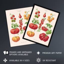 "Artery8 Tomatoes or Love Apples Ernst Benary Wall Art Poster Print in White - Size: W12"" x H16""" - thumbnail 2