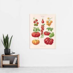 "Artery8 Tomatoes or Love Apples Ernst Benary Wall Art Poster Print in White - Size: W12"" x H16""" - thumbnail 4