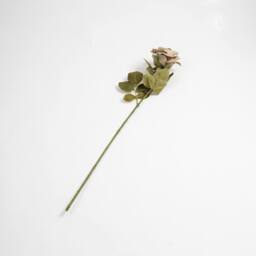 Scottish Everlastings Ltd 70cm Grey Rose Stem Pk6 - thumbnail 2
