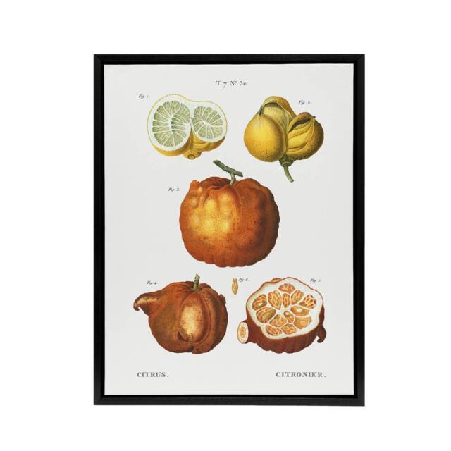 "Artery8 Citrus Fruit Illustration Redoute Vintage Black Framed Canvas Wall Art in White - Size: W12"" x H16""" - image 1