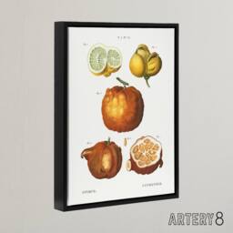 "Artery8 Citrus Fruit Illustration Redoute Vintage Black Framed Canvas Wall Art in White - Size: W12"" x H16""" - thumbnail 2