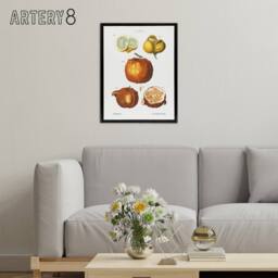 "Artery8 Citrus Fruit Illustration Redoute Vintage Black Framed Canvas Wall Art in White - Size: W12"" x H16""" - thumbnail 3