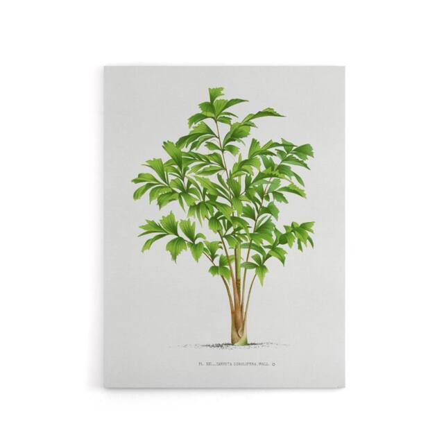 "Artery8 Caryota Sobolifera Palm Tree Kerchove Canvas Wall Art Print in White - Size: W12"" x H16""" - image 1