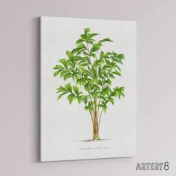 "Artery8 Caryota Sobolifera Palm Tree Kerchove Canvas Wall Art Print in White - Size: W12"" x H16""" - thumbnail 2