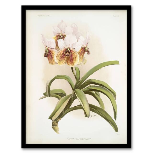 Artery8 Frederick Sander Vanda Sanderiana Orchid Flowers Framed Wall Art Print - Size: A4 - image 1