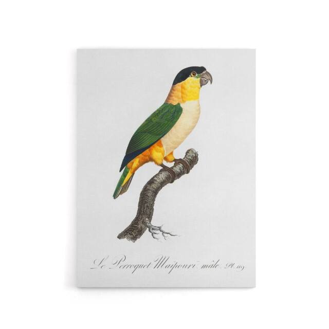 "Artery8 The Black Headed Parrot Francois Levaillant Canvas Wall Art Print in White - Size: W12"" x H16""" - image 1