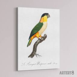 "Artery8 The Black Headed Parrot Francois Levaillant Canvas Wall Art Print in White - Size: W12"" x H16""" - thumbnail 2