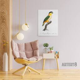 "Artery8 The Black Headed Parrot Francois Levaillant Canvas Wall Art Print in White - Size: W12"" x H16""" - thumbnail 3