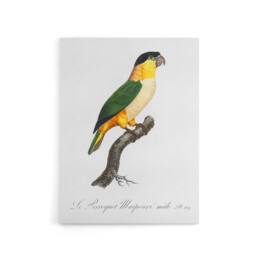 "Artery8 The Black Headed Parrot Francois Levaillant Canvas Wall Art Print in White - Size: W12"" x H16""" - thumbnail 1
