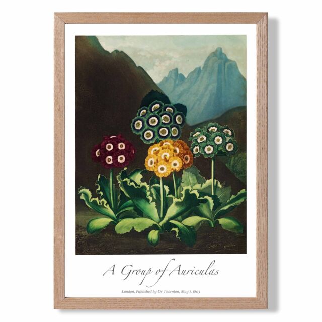 ARTZE Vintage Floral Exhibition - Colourful Auricula Flowers Framed Print SIZE: A3 with Oak Frame in Red - image 1