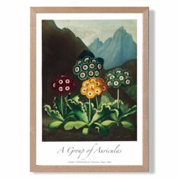 ARTZE Vintage Floral Exhibition - Colourful Auricula Flowers Framed Print SIZE: A3 with Oak Frame in Red - thumbnail 1