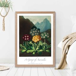 ARTZE Vintage Floral Exhibition - Colourful Auricula Flowers Framed Print SIZE: A3 with Oak Frame in Red - thumbnail 2