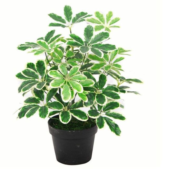 Leaf 55cm Variegated Artificial Schefflera Arboricola Plant in Green - image 1